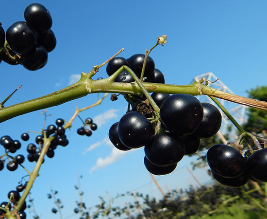 ガーデンハックルベリーのジャムの作り方 農家さん直伝！農家漁師から産地直送の通販 ポケットマルシェ