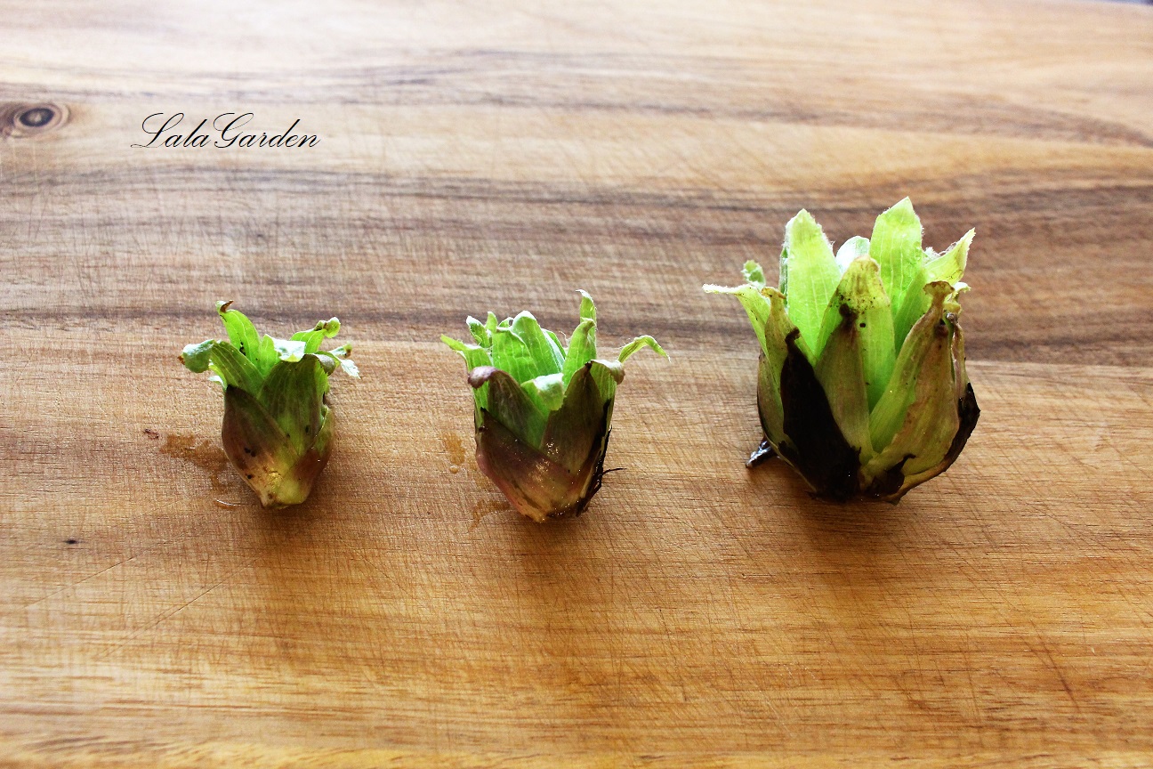 ふきのとうの花が開いて茎が伸びきったら、 もう食べられないと思っていませんか？コラムニスト＆英語教員上野真帆の『喜びから人生を生きる方法』