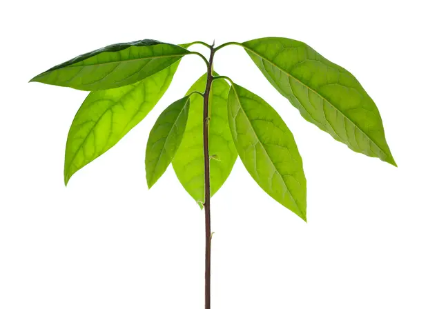 アボカド＆マンゴー: ALOHA MAI 海の見える家