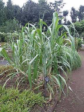 SUGAR CANE 砂糖黍デニム 琉球藍混 左綾 デニムパンツ SUGAR CANE シュガーケーン 砂糖黍