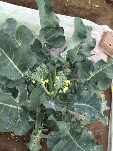 花が咲きそう！？園芸日記byリンチャムジェイみんなの趣味の園芸1047169