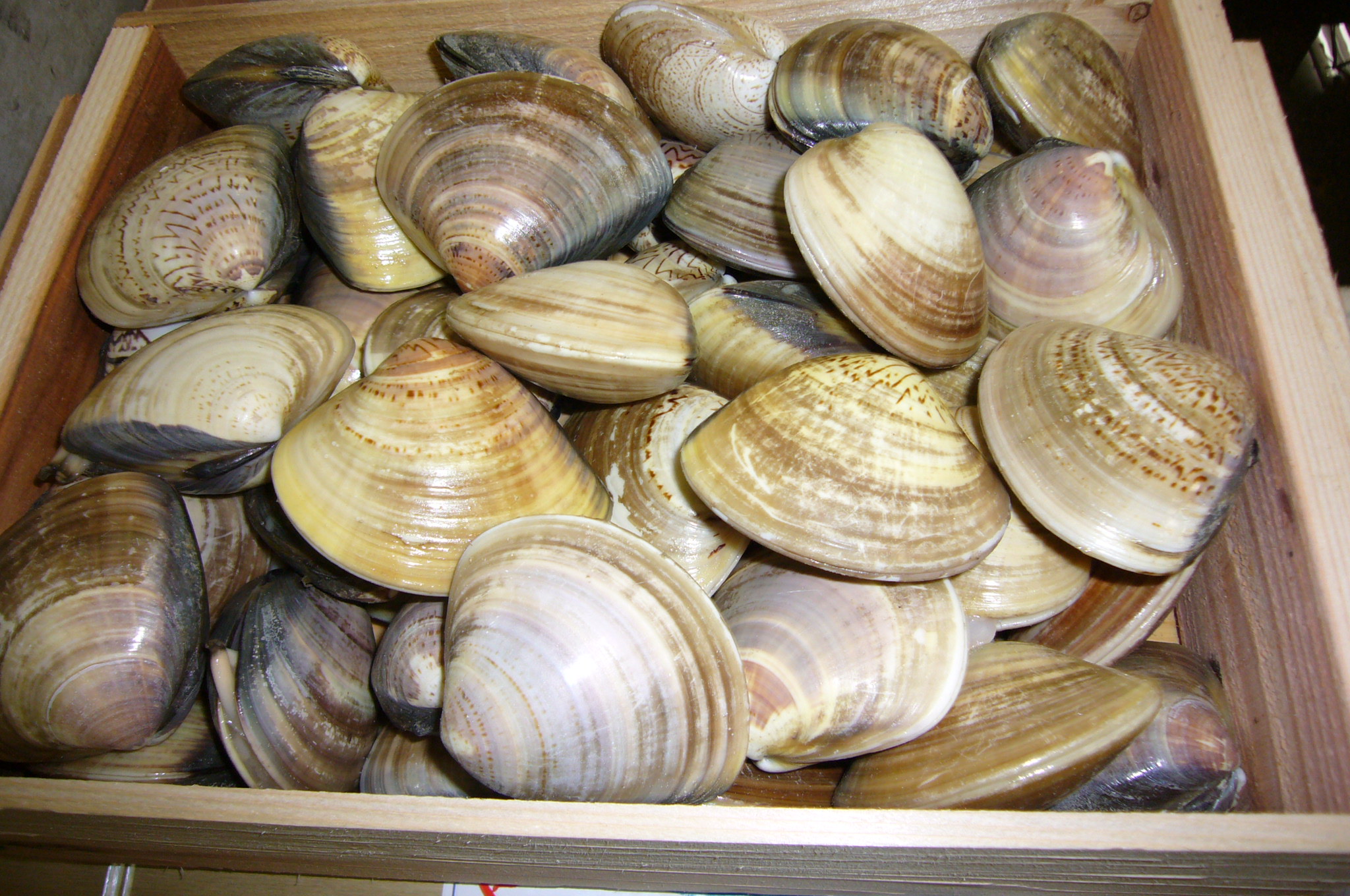 大アサリについての質問に、プロが答えます！皓介 こうすけ