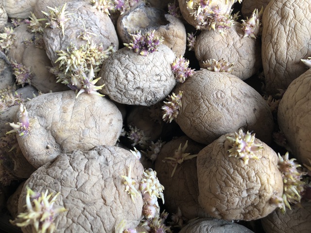 じゃがいもは発芽しても芽を取れば食べられると聞いたのですが、ここまで- Yahoo!知恵袋