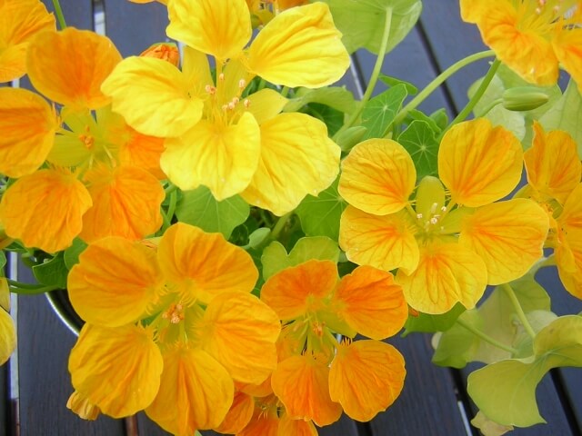 ガーデニング 育てて楽しいハーブ ナスタチウム の栽培方法と活用アイデア2選ゆうゆうtime