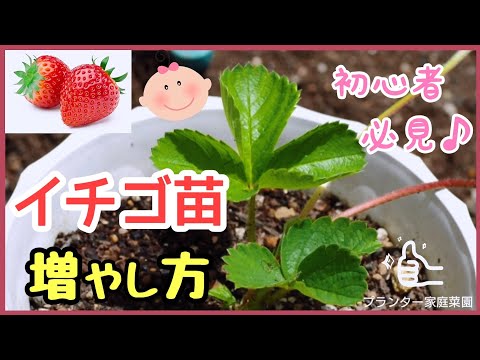 いちごの植え方、プランター、ランナー等、いちごの栽培を徹底解説！ - みんなのブログ体験農園なら貸し農園 市民農園 のシェア畑