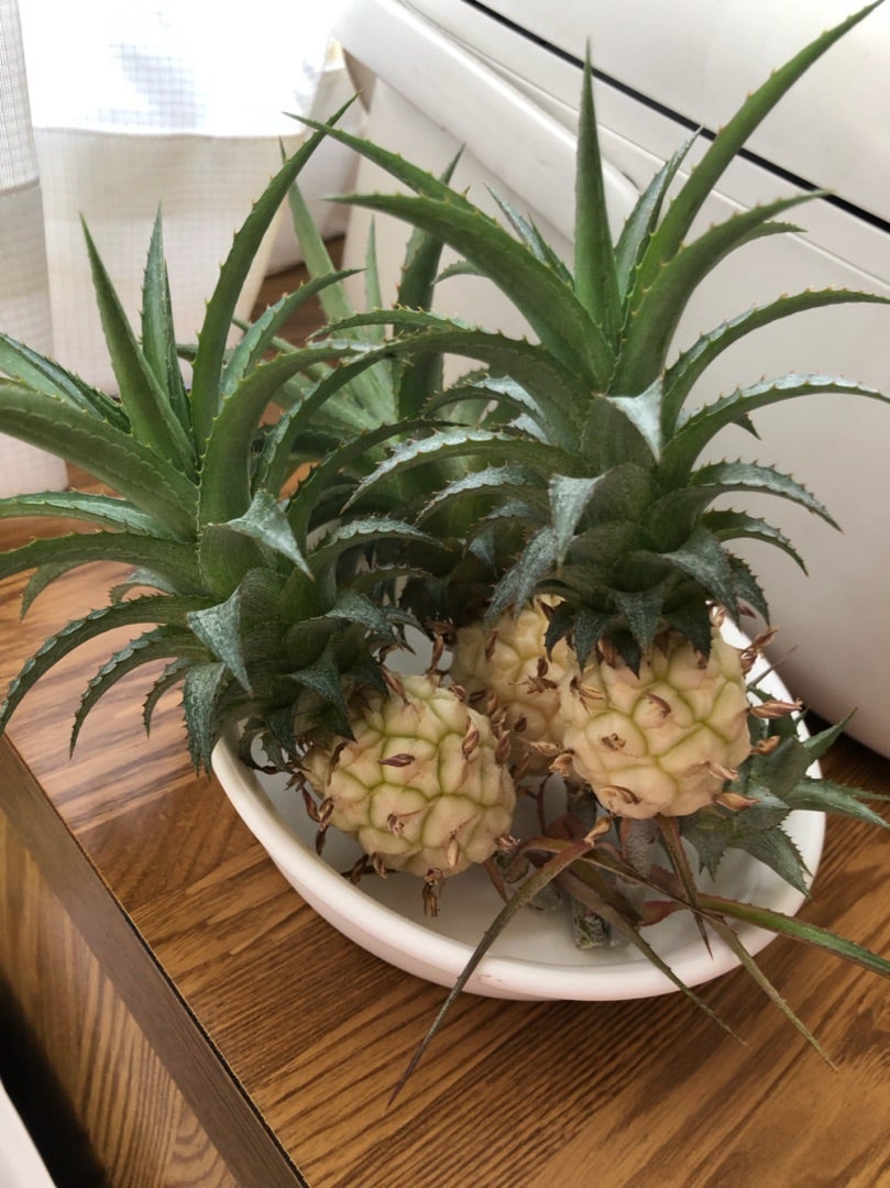 姫パイン パイナップル パイン パインアップルの写真素材 - PIXTA