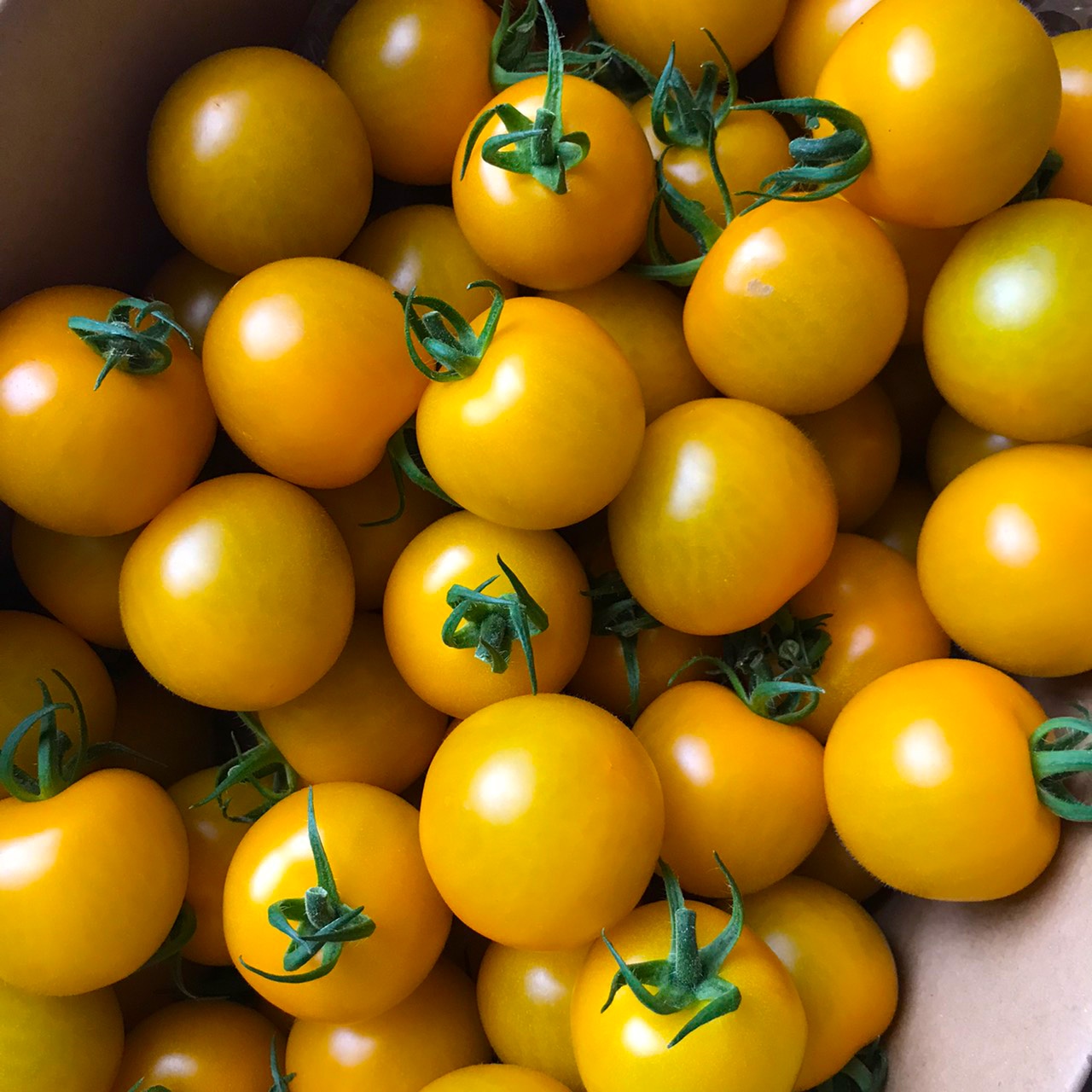 トマト：甘～くとろけるトマトつやぷるん R ゴールド3号ポット の通販園芸ネット