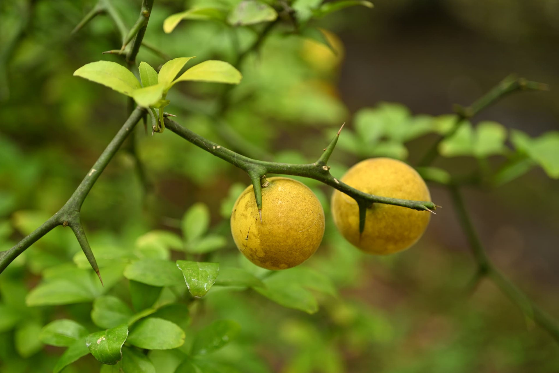 カラタチの実を楽しむ♪輝く美しさを