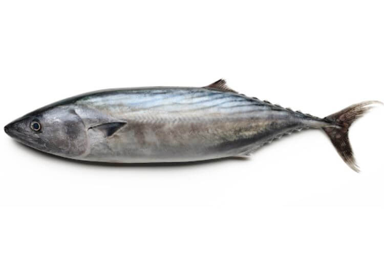 釣り『かつお 頭、エラ、はらわた取り 』 鹿児島県他 1尾 原魚で約4〜5kg ※冷蔵 尾坪 刺身用お取り寄せグルメ通販うまいもんドットコム