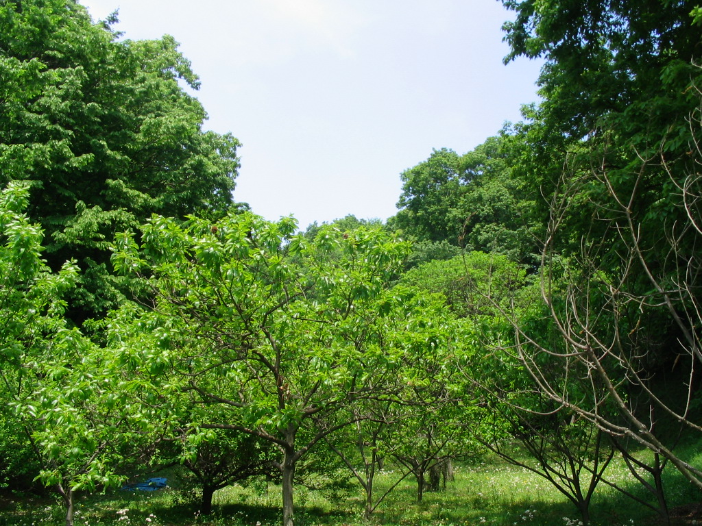 日野市都市農業振興課 公式on X: 