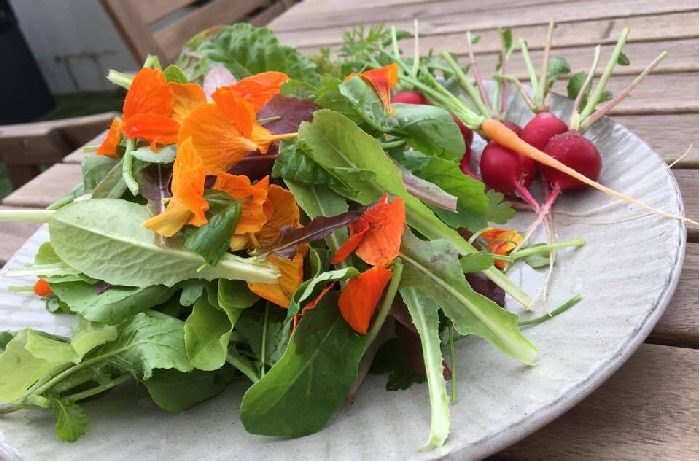 キンレンカ ナスタチウム の育て方植え付け時期や増やし方は？🍀GreenSnap グリーンスナップ