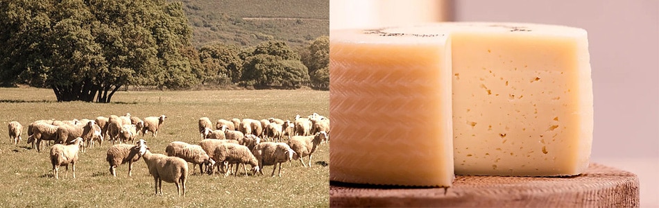 5月から夏は“羊をめぐる冒険”の季節。「ペコリーノチーズ」の美味しいストーリー - CHEESE STAND Media