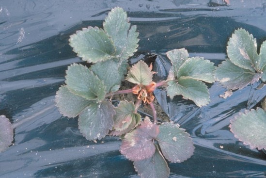 いちご農家です - このように肥料焼けしてしまっている葉っぱはこの時- Yahoo!知恵袋