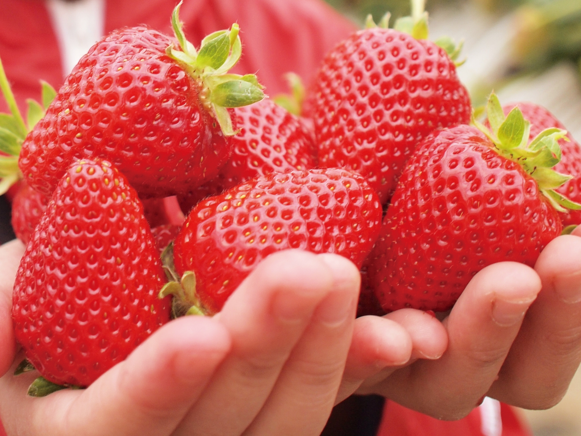 川戸ファーム子供とお出かけ情報「いこーよ」