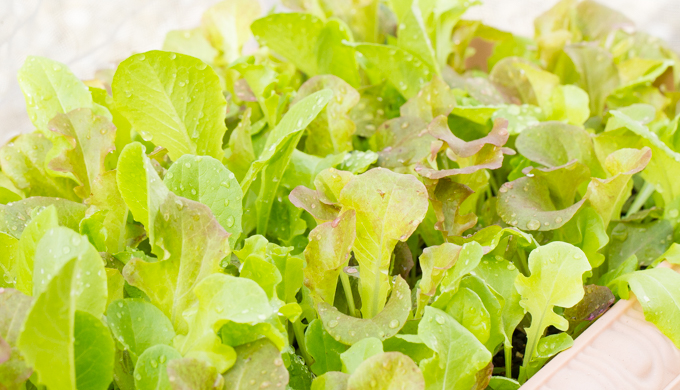 ベビーリーフのプランター栽培 種まきから始める基本の育て方農家web