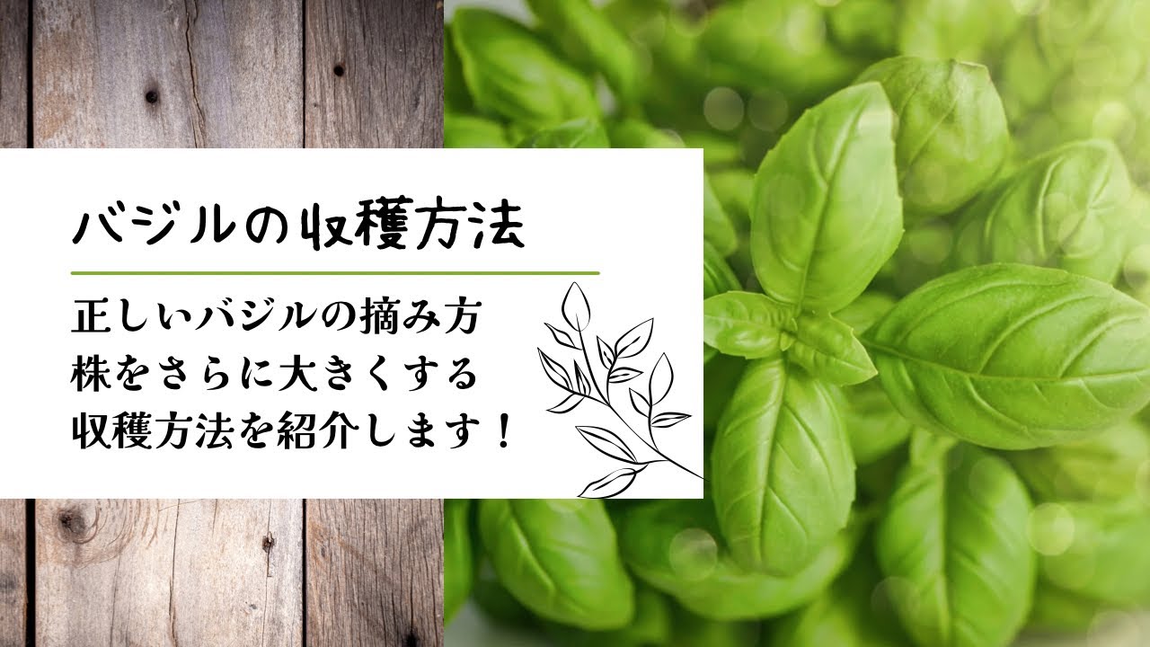 バジルの収穫時期どこから摘む？収穫方法や収穫までの日数を解説🍀GreenSnap グリーンスナップ