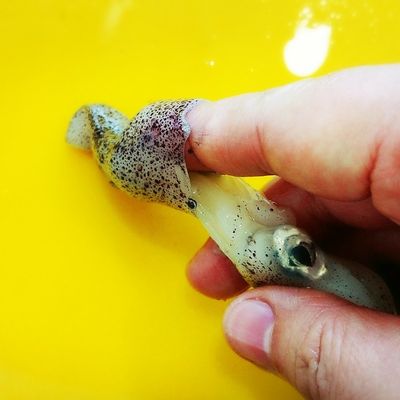 レシピ『小さいイカ・ヒイカの下処理と食べ方のコツ』ワタと皮はそのままでOK！いそがばまわれ