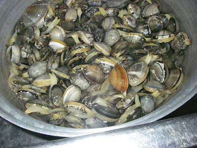 ハマグリのNG やってたらすぐにやめて！ハマグリの砂抜きのNG行動3選 菅智香- エキスパート - Yahoo!ニュース