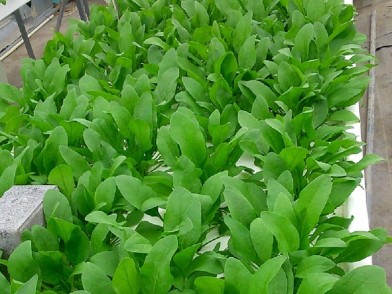 ほうれんそう食品画像のそざい屋さん商用可の食べ物フリー画像配布サイト