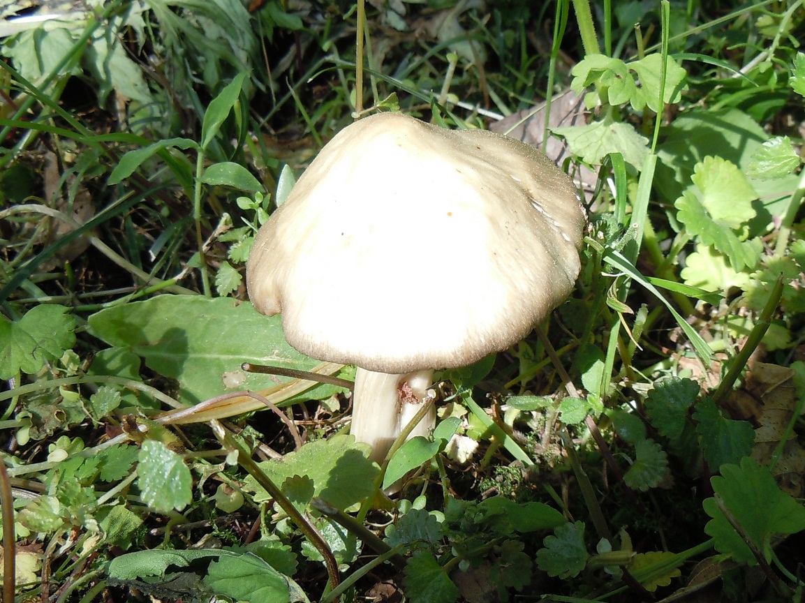 食欲の秋、キノコの秋nippon.com