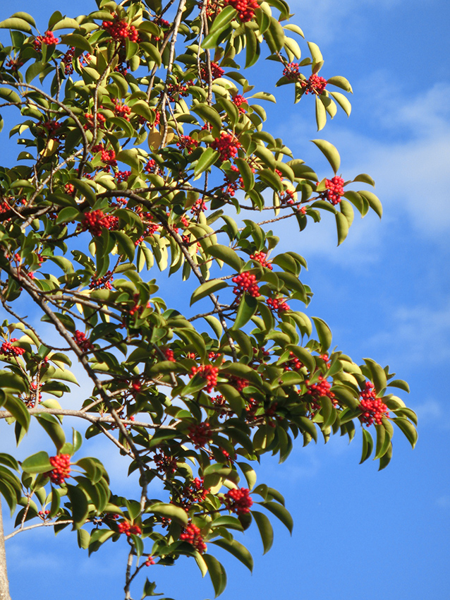 赤い実のなる木は？ 気になる木。forestchild