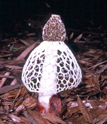 きのこアルバム タマシロオニタケ