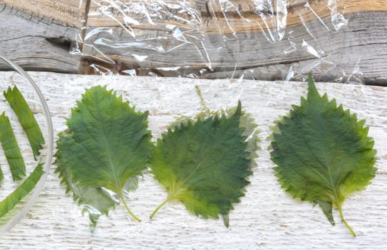 大葉の冷蔵・冷凍保存方法 シナシナにならないプロのテクニックほほえみごはん-冷凍で食を豊かに-ニチレイフーズ