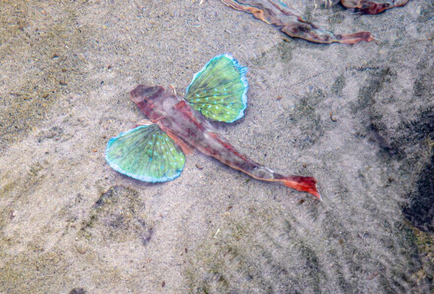 美しい熱帯魚 ベタ – 森の中の水族館。スタッフブログ