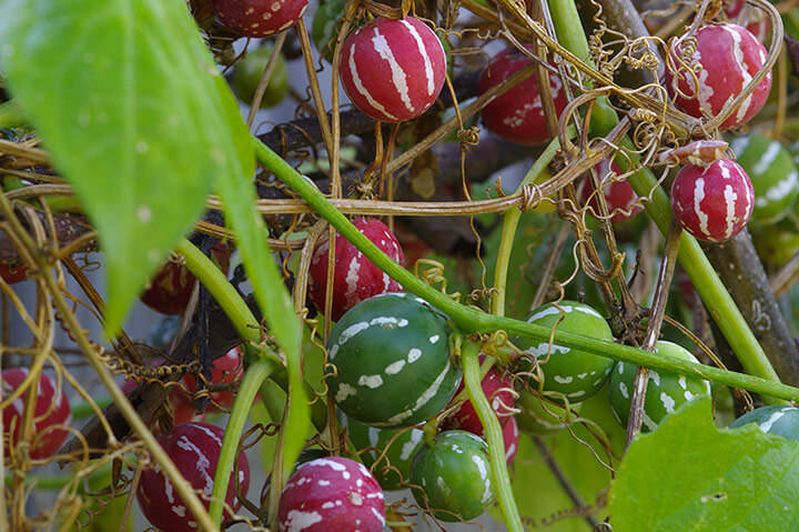 カラスウリは本当は食べられる？調理法など 食べられる山野草クラシリカ