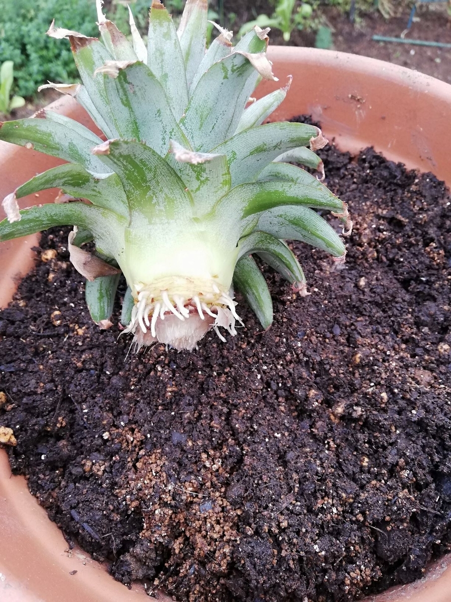 食べた後の「パイナップル」再生栽培中！順調に育っています。 - 50代からの心地よい暮らし