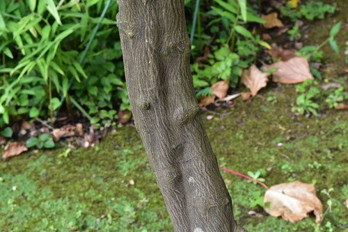 カラタチ 枳、枳殻、枸橘、唐橘 の実をご存知ですか？: ちょっと！深呼吸