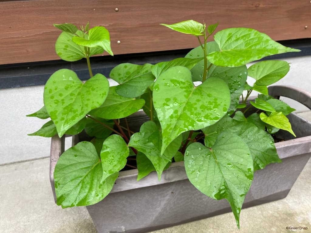 初心者向け サツマイモの収穫手順３STEPと収穫時期の見極め方菜園と俺