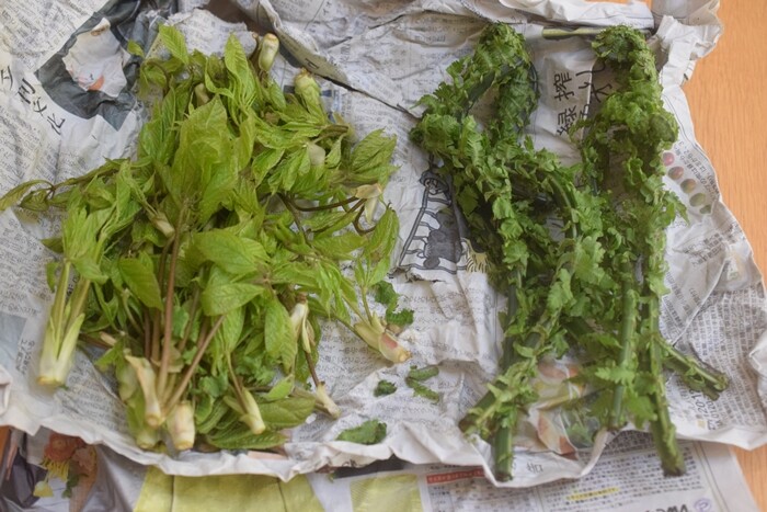 食卓に春の訪れを。簡単「こごみの天ぷら」の作り方 - macaroni