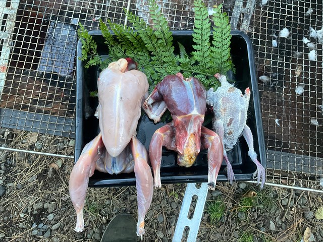 たしろ屋 都城産キジ肉半身セット_AA-9905_ 都城市都城産 キジ肉 半身セット もも身 むね はね 身 手羽 ささみ 国鳥 高たんぱく質食鳥の王様 高級食材 栄養豊か コクのある旨味 さっぱり - 宮崎県都城市ふるさとチョイス - ふるさと納税サイト