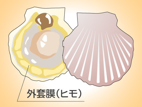 アケガイ 朱貝＜二枚貝：旬の魚介百科