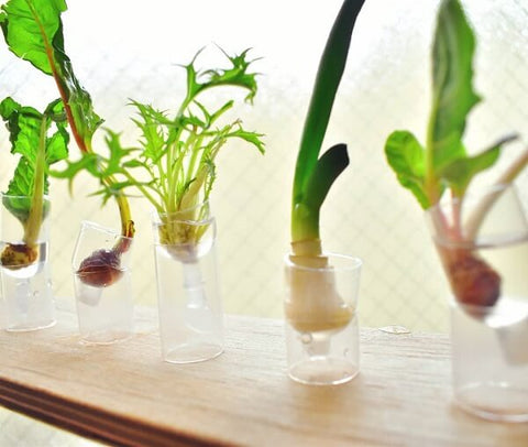 再生野菜「リボベジ」でエコな生活！ 挑戦できる野菜はこんなにいろいろ AGRI PICK連携企画 第4弾農業とITの未来メディア「SMARTAGRI スマートアグリ 」