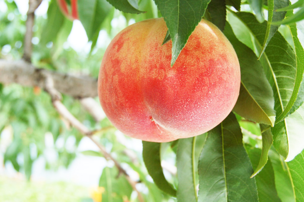 ジューシーな桃を 長く楽しむ保存方法をご紹介🍑✨ 今が旬の桃、保存は常温？冷蔵？🤔 ちょっとしたコツで 美味しさをキープできちゃいます😋💓 📍 保存して参考にして下さいね☺︎♩桃桃の保存桃好き桃レシピ旬の果物果物好きと繋がりたいフルーツ