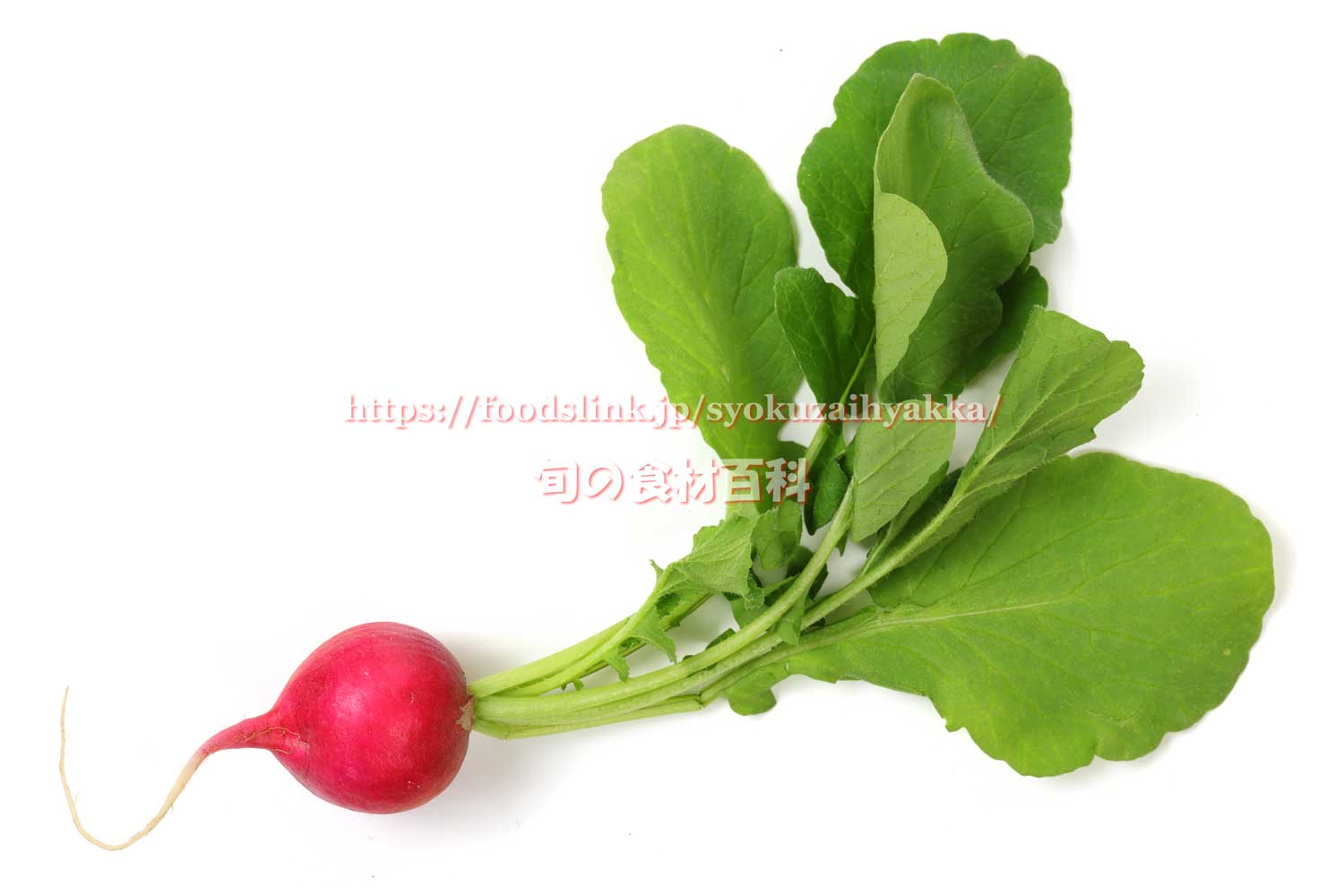 ラディッシュの葉っぱも美味しく！5分で作れるサラダ by杉山 遊さん 副菜