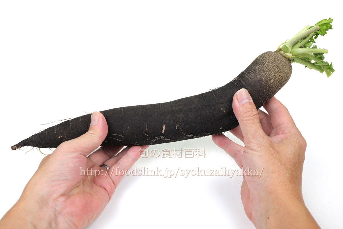 種子 病気に強い青首大根 秋の彩 いろどりトーホクのタネ : Gardener s Shop Ivy - 通販 - Yahoo!ショッピング