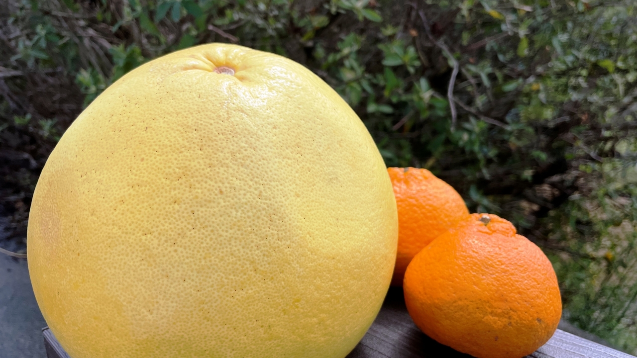 晩白柚ってどんな果物？見た目や味の特徴、おいしい食べ方について解説！クラシル