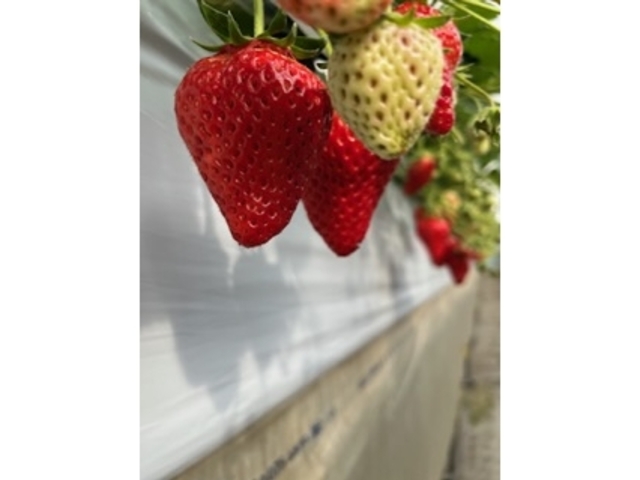 一番甘いいちごを探そう！ 「川戸ファーム」のいちご狩り！Totsuka_Zine