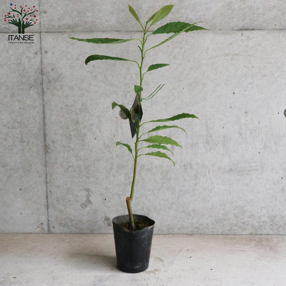 アボカドの種の育て方 簡単発芽×簡単曲げ木方法