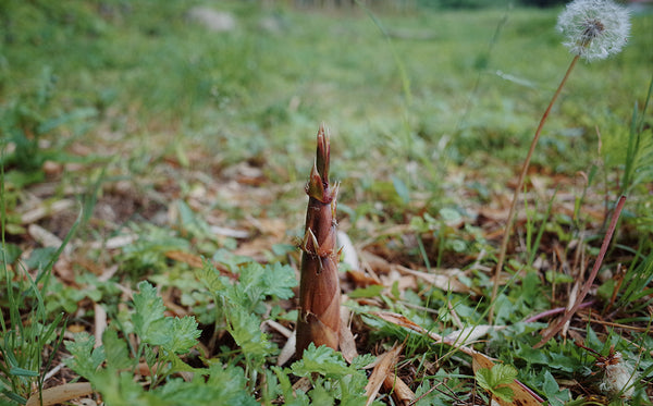孟宗竹・真竹・破竹の見分け方 たけのこ含む放置竹林と戦う漢のブログ