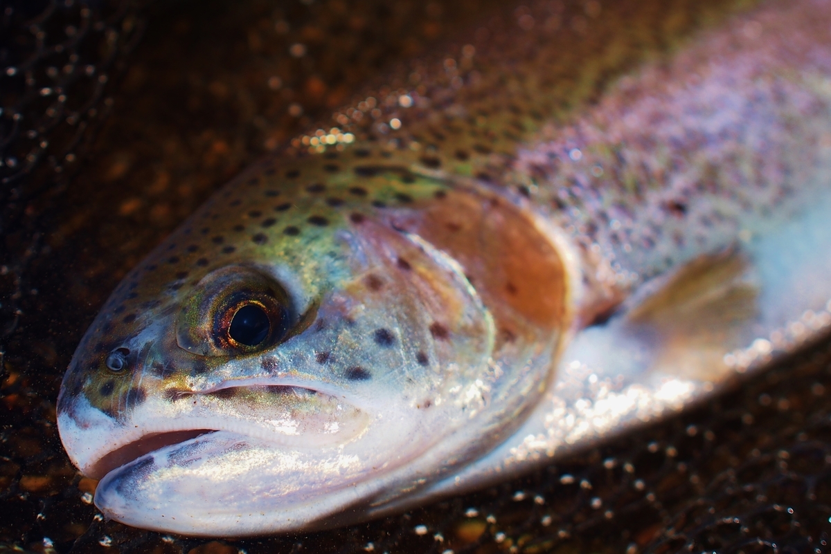 楽天市場 ヒレ長 熱帯魚・アクアリウムペット・ペットグッズ の通販