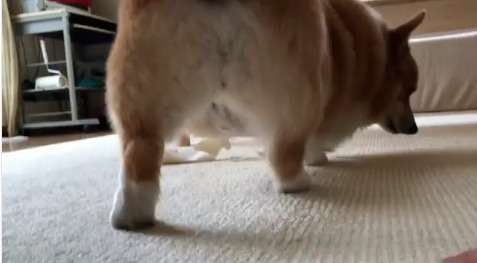 食パンが歩いてる ！」「食パン一斤って動くんだね 」食パンとそっくり過ぎるコーギーの姿が120万人を魅了！わんちゃんホンポ