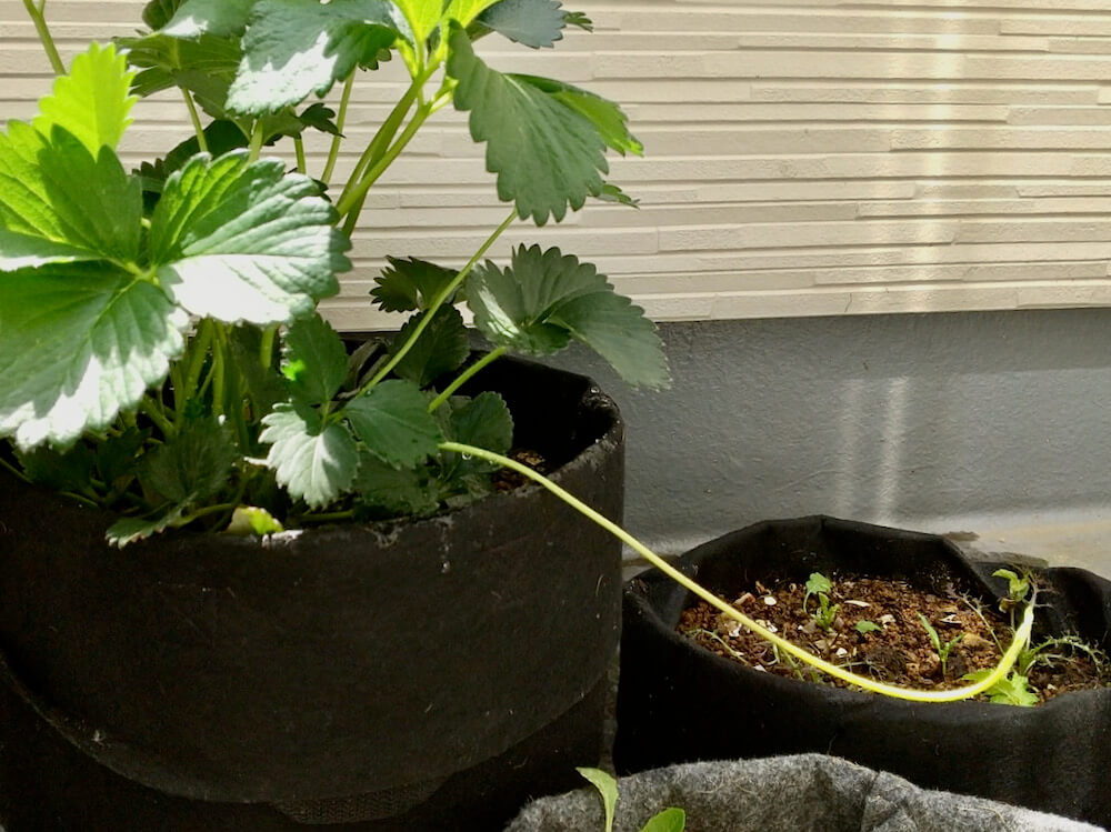 いちごの子株、孫株って？増やし方を簡単ステップで解説UETE公式通販