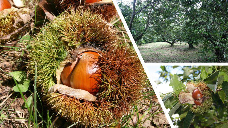 栗拾いの後処理はどうする？栗の保存方法は？すぐ食べるってできる？Reliable
