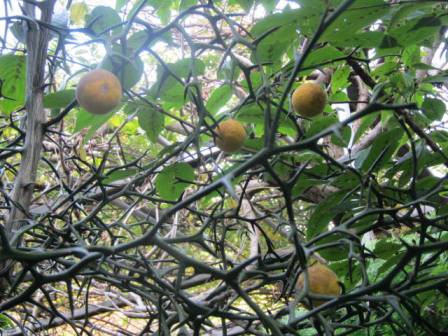 カラタチ酒仕込み- いなか伝承社 地域活性化支援 のブログ