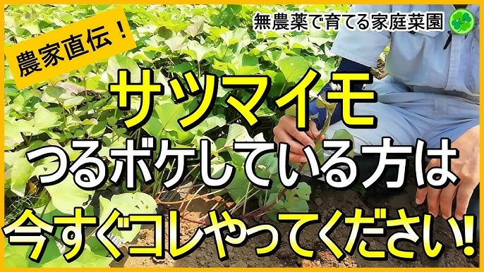 サツマイモのツルを「来年用の苗」に保存する方法と6回目の挑戦レポートカジトラ