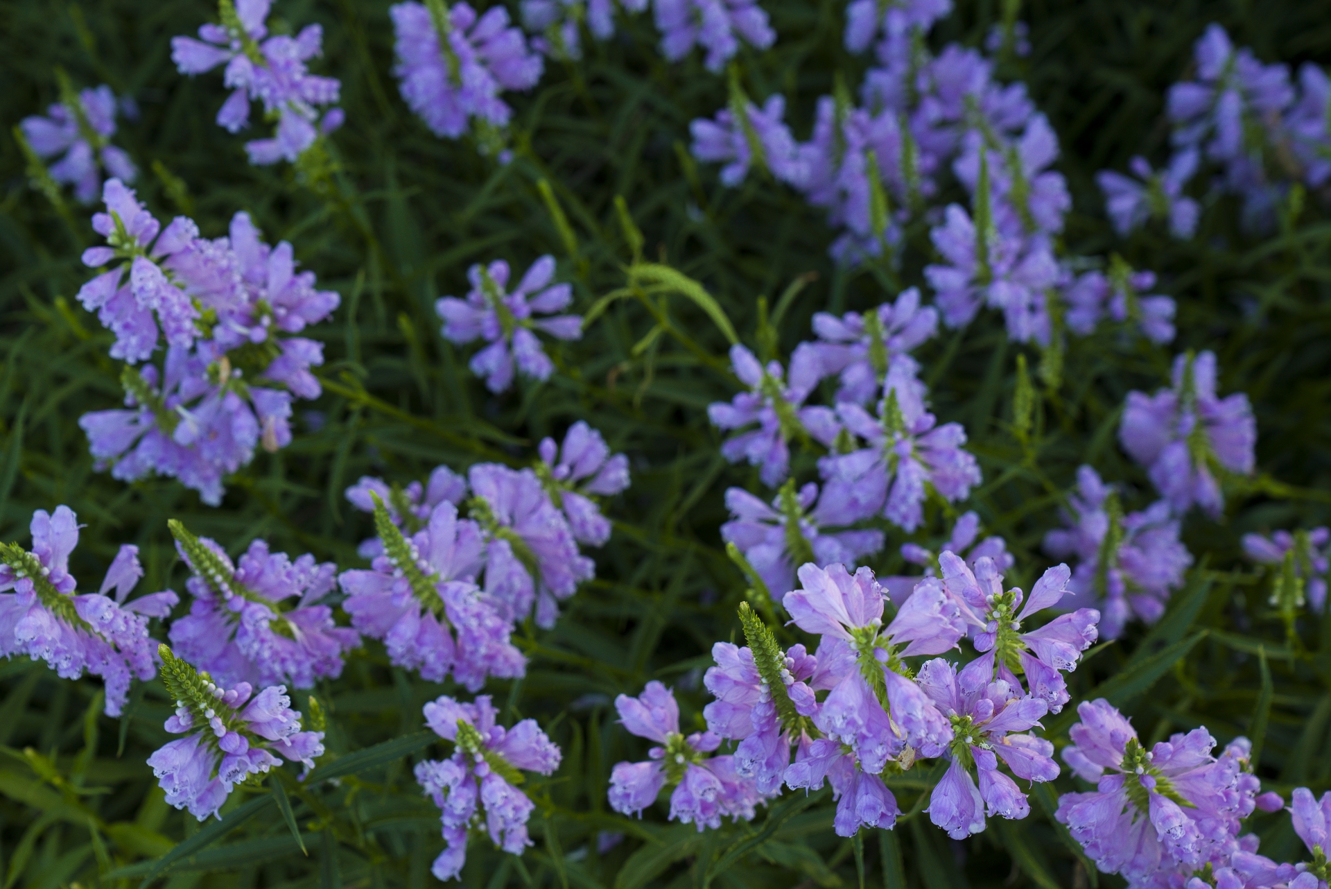 かよ梅雨入りですバーベナハスタータのとんがり帽子が可愛いイロハモミジの下のアスチルベ . エキナセアも咲き始めました暴れまくるゲラニウムの後ろ姿が可愛かったバーベナアスチルベエキナセア梅雨入り初夏の庭宿根草Instagram